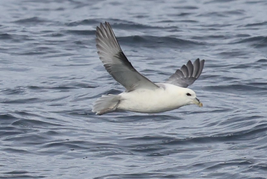 Eissturmvogel - ML646606065