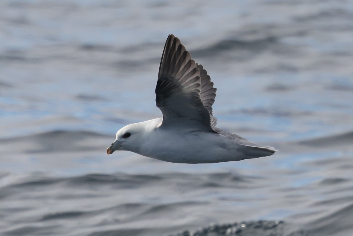 Eissturmvogel - ML646606066