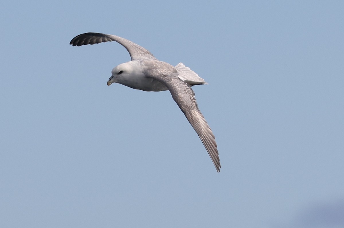 Eissturmvogel - ML646606068