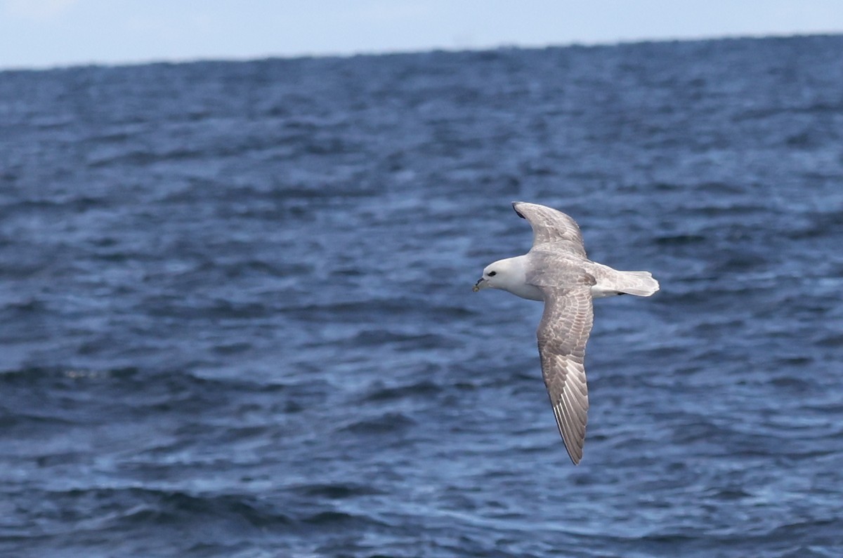 Eissturmvogel - ML646606069