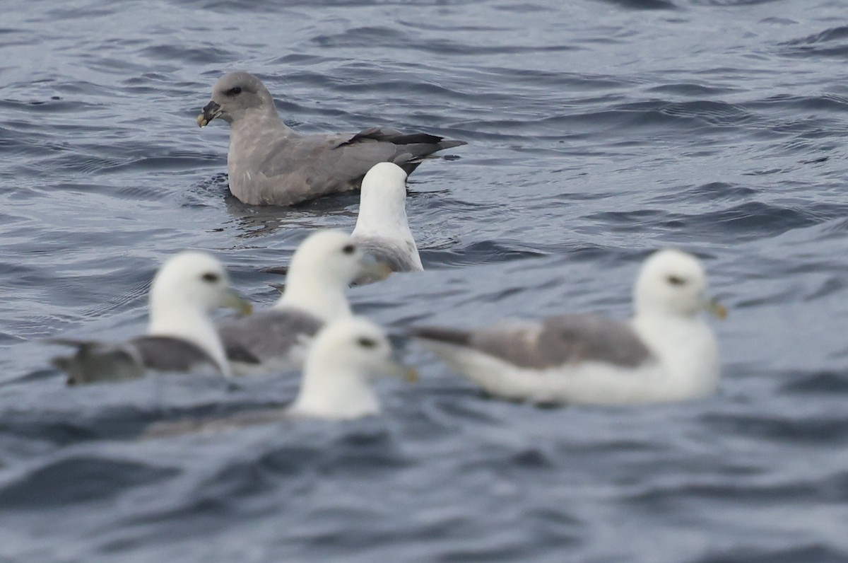 Eissturmvogel - ML646606070