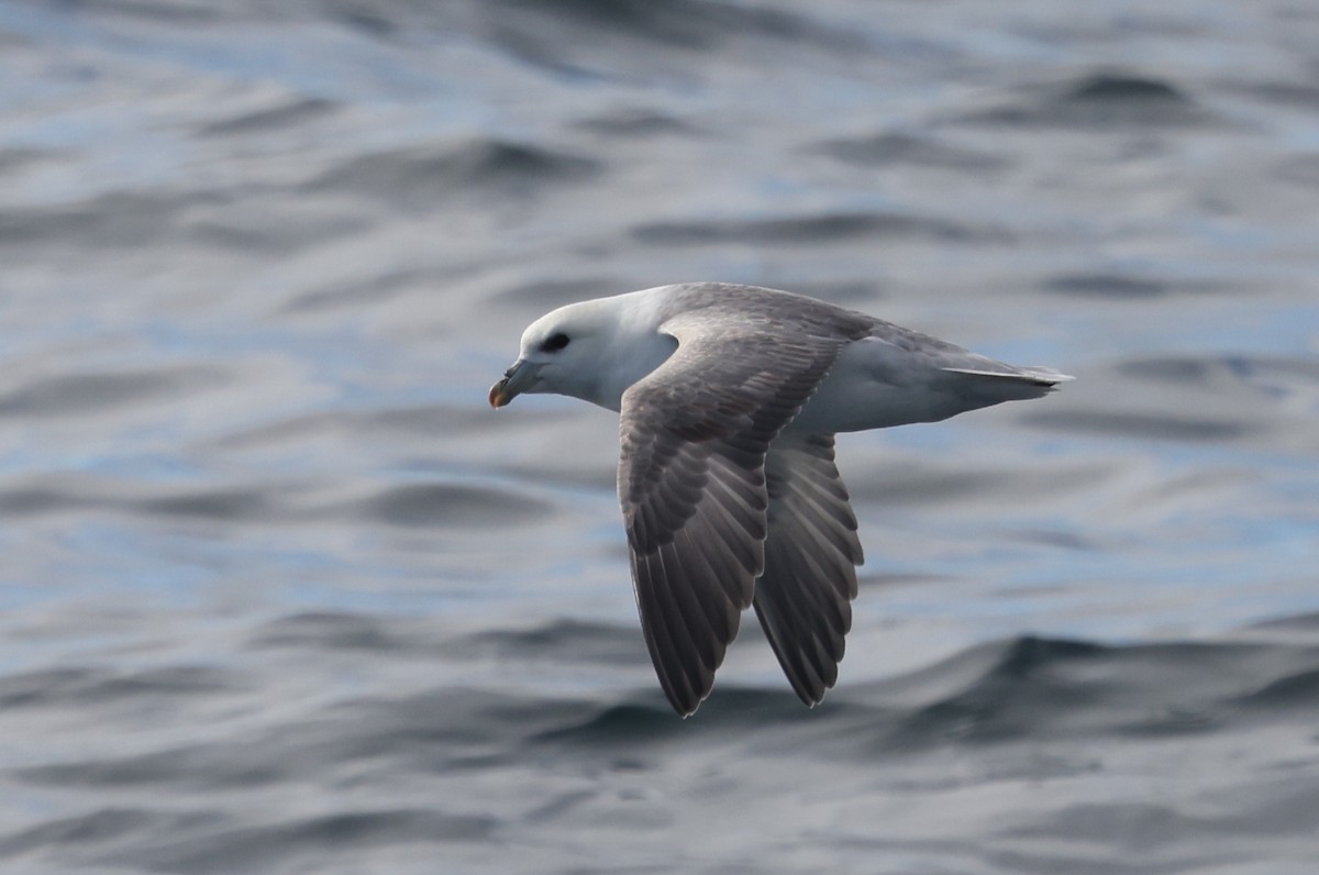 Eissturmvogel - ML646606073