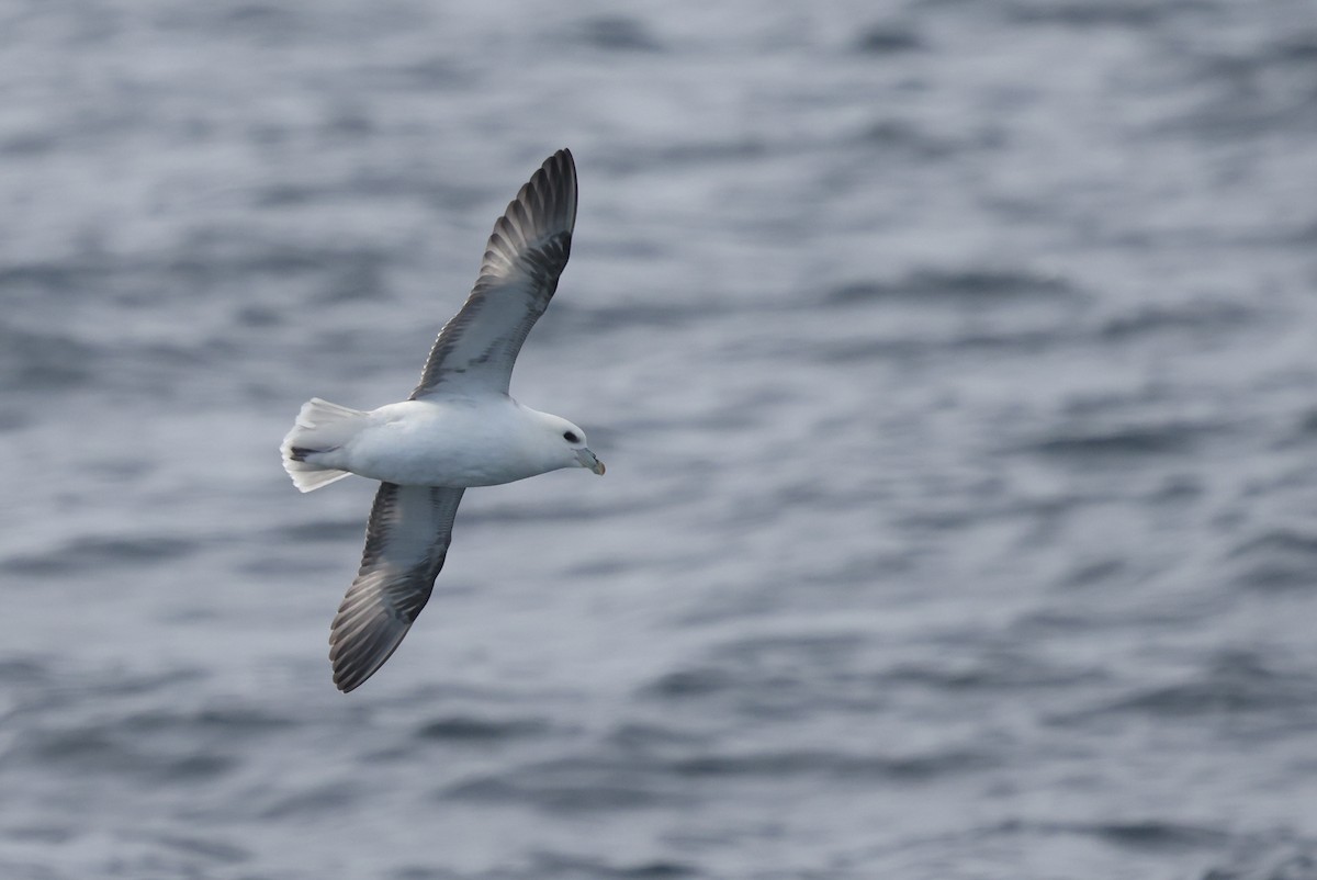 Eissturmvogel - ML646606074