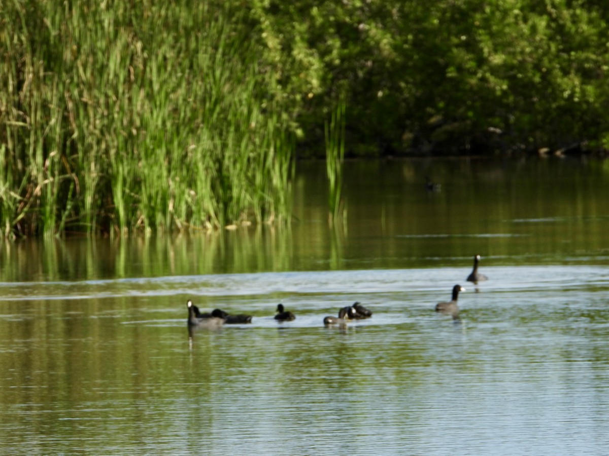 lyska americká - ML646606075