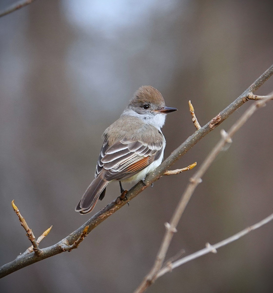 Ash-throated Flycatcher - ML646606076