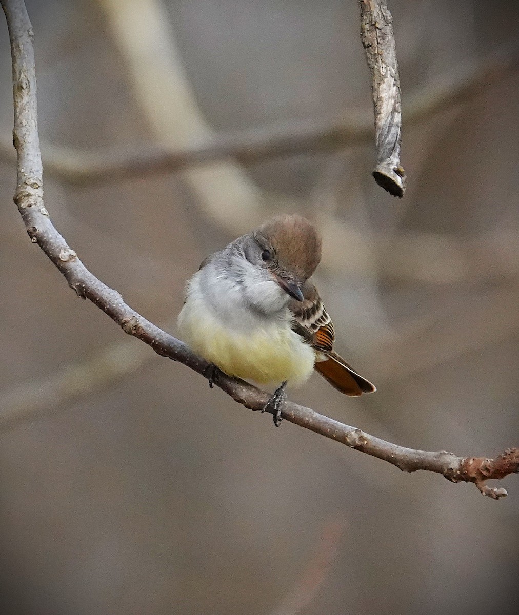 Ash-throated Flycatcher - ML646606077