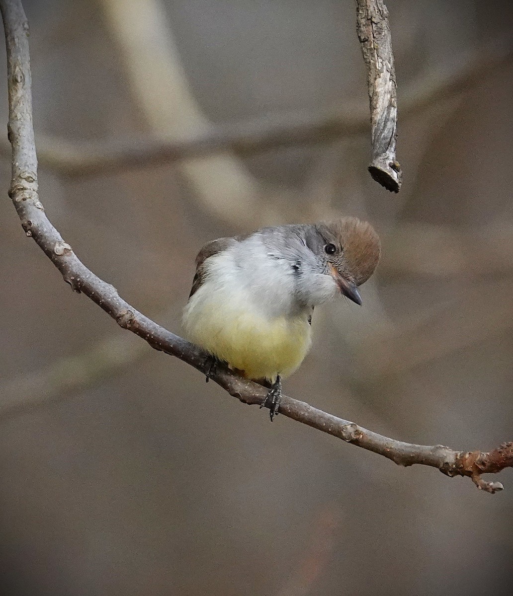 Ash-throated Flycatcher - ML646606078