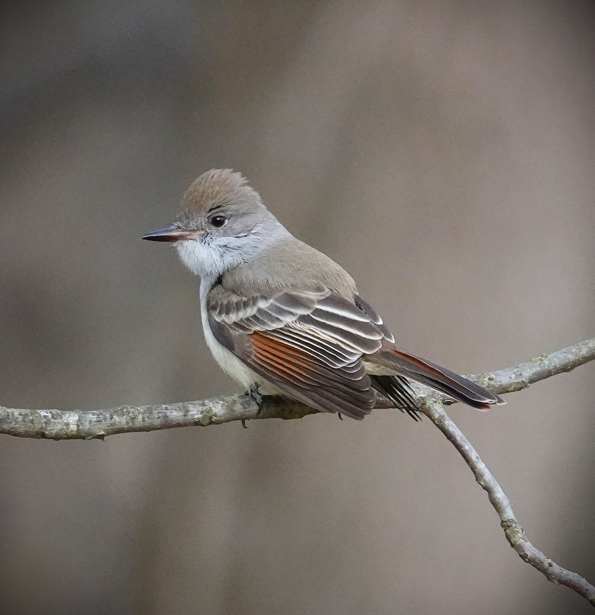 Ash-throated Flycatcher - ML646606079