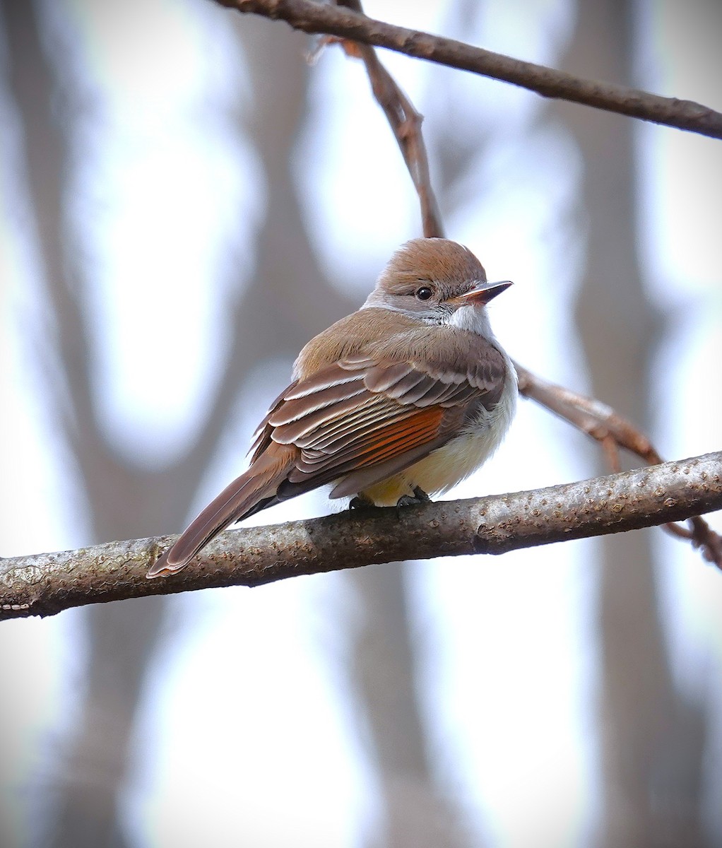 Ash-throated Flycatcher - ML646606081