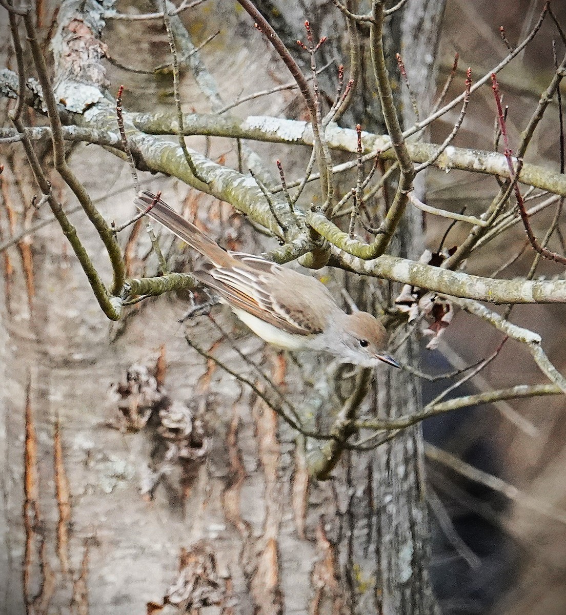Ash-throated Flycatcher - ML646606082