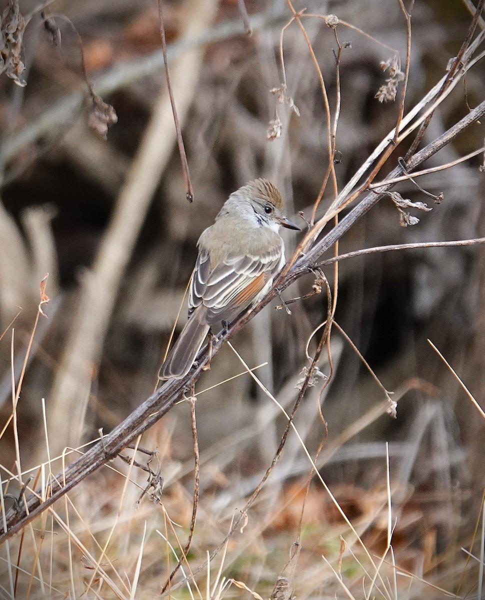 Ash-throated Flycatcher - ML646606084