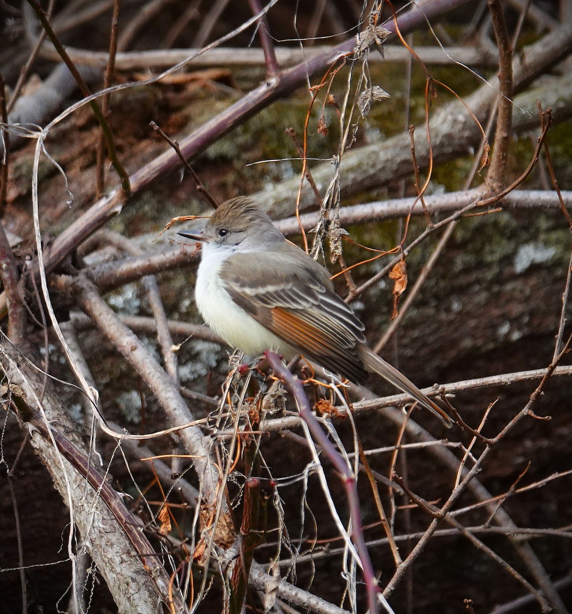 Ash-throated Flycatcher - ML646606085