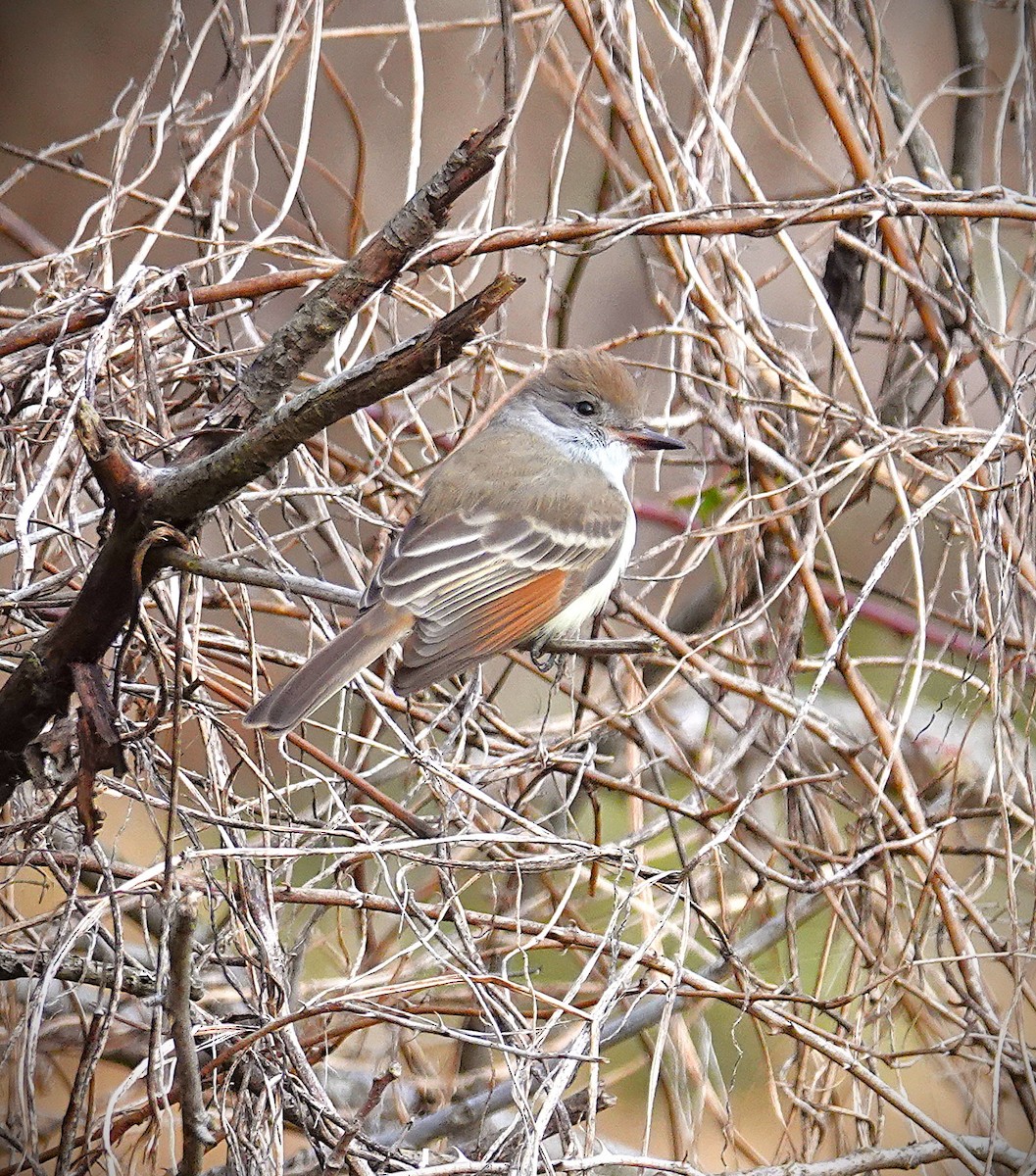 Ash-throated Flycatcher - ML646606087