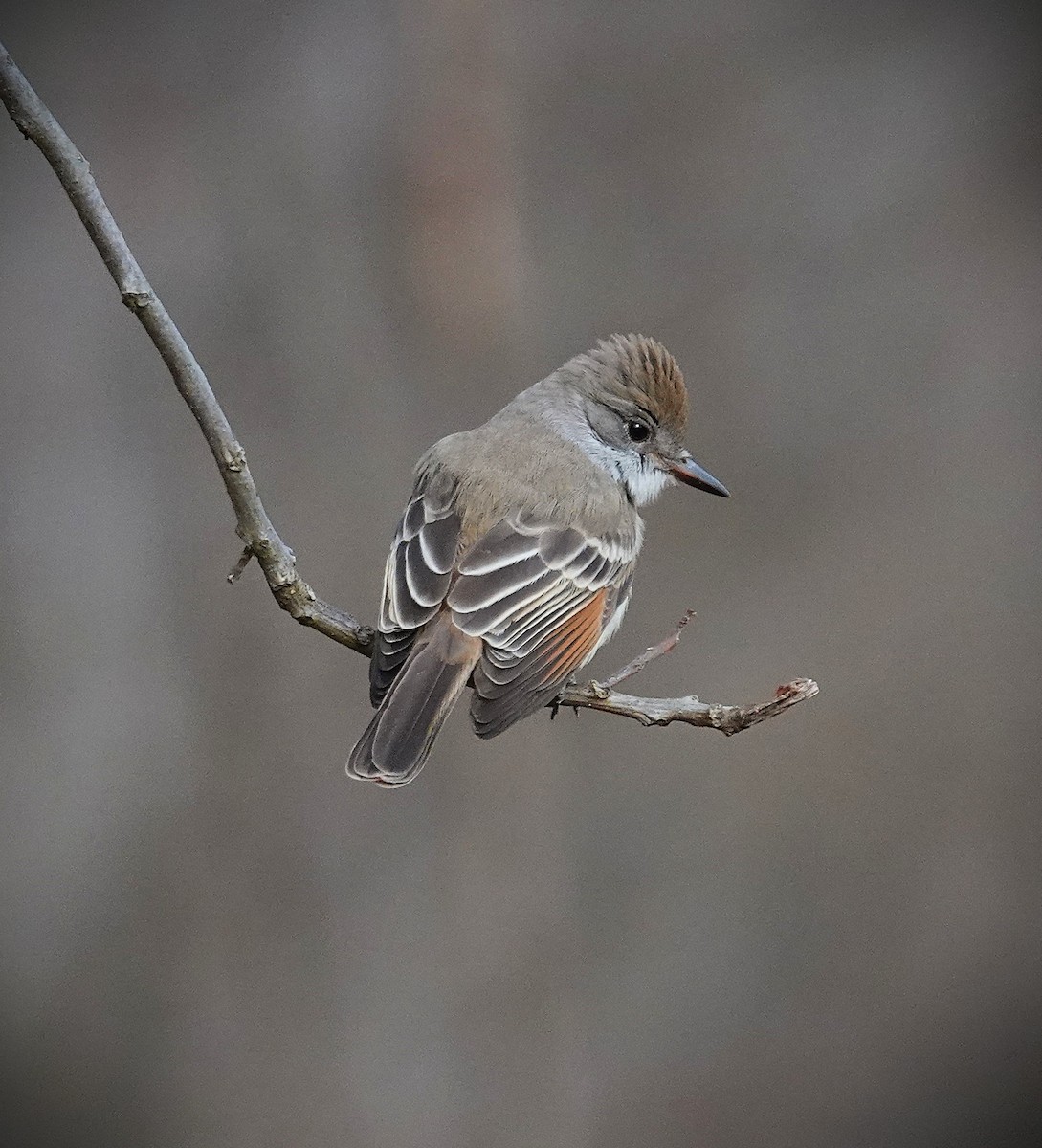 Ash-throated Flycatcher - ML646606088