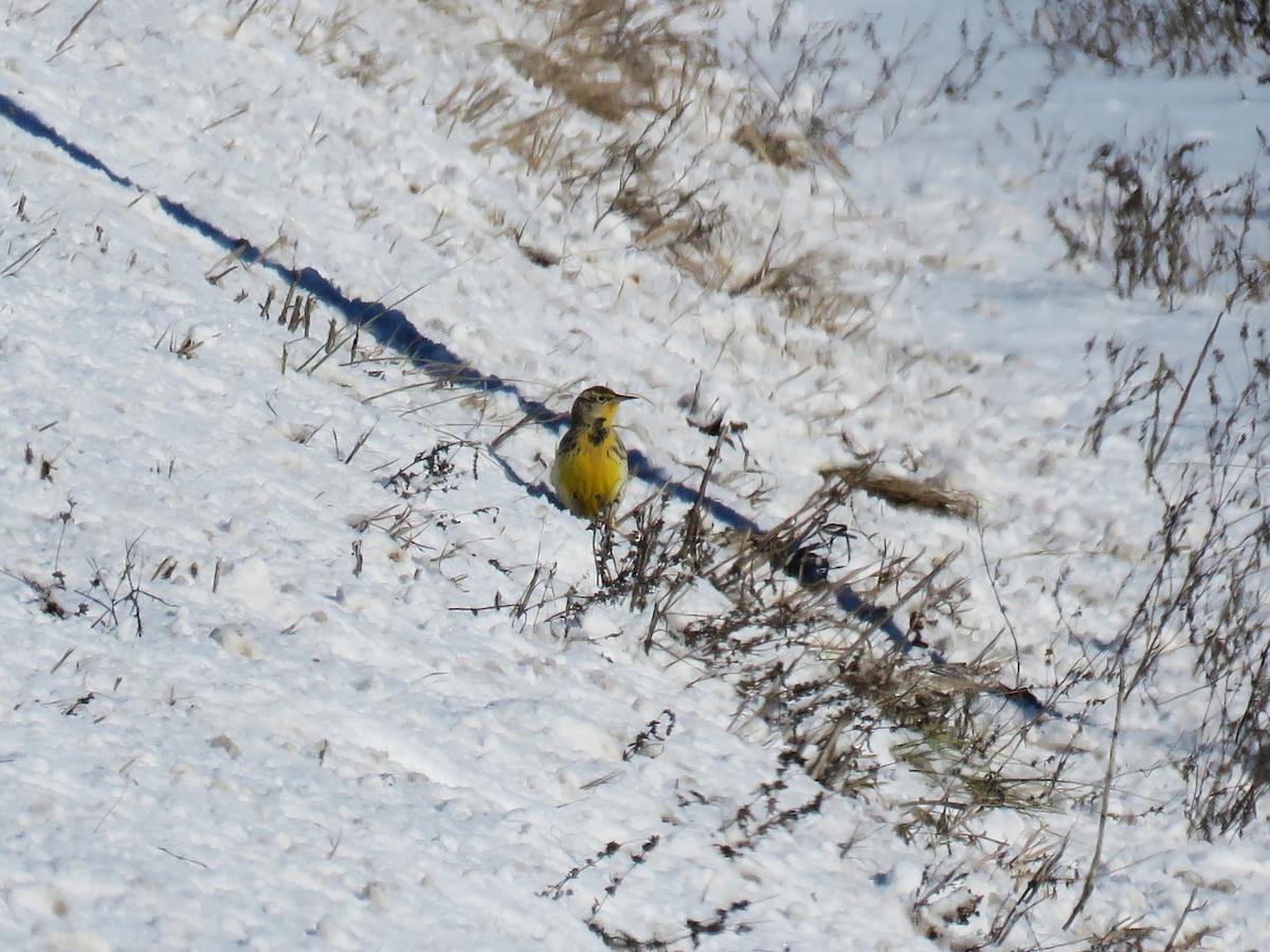 Western Meadowlark - ML646606090