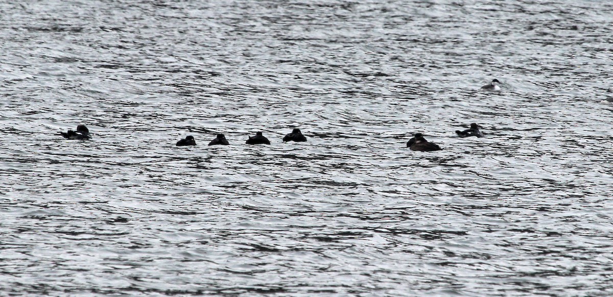 Surf Scoter - ML646606091