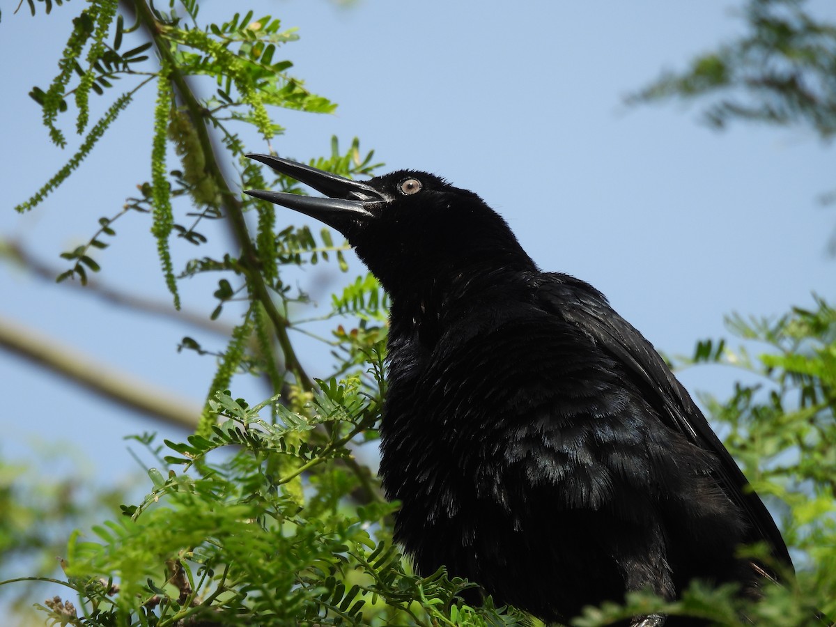 Great-tailed Grackle - ML646606097