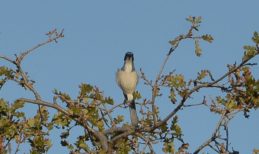 California Scrub-Jay - ML646606100