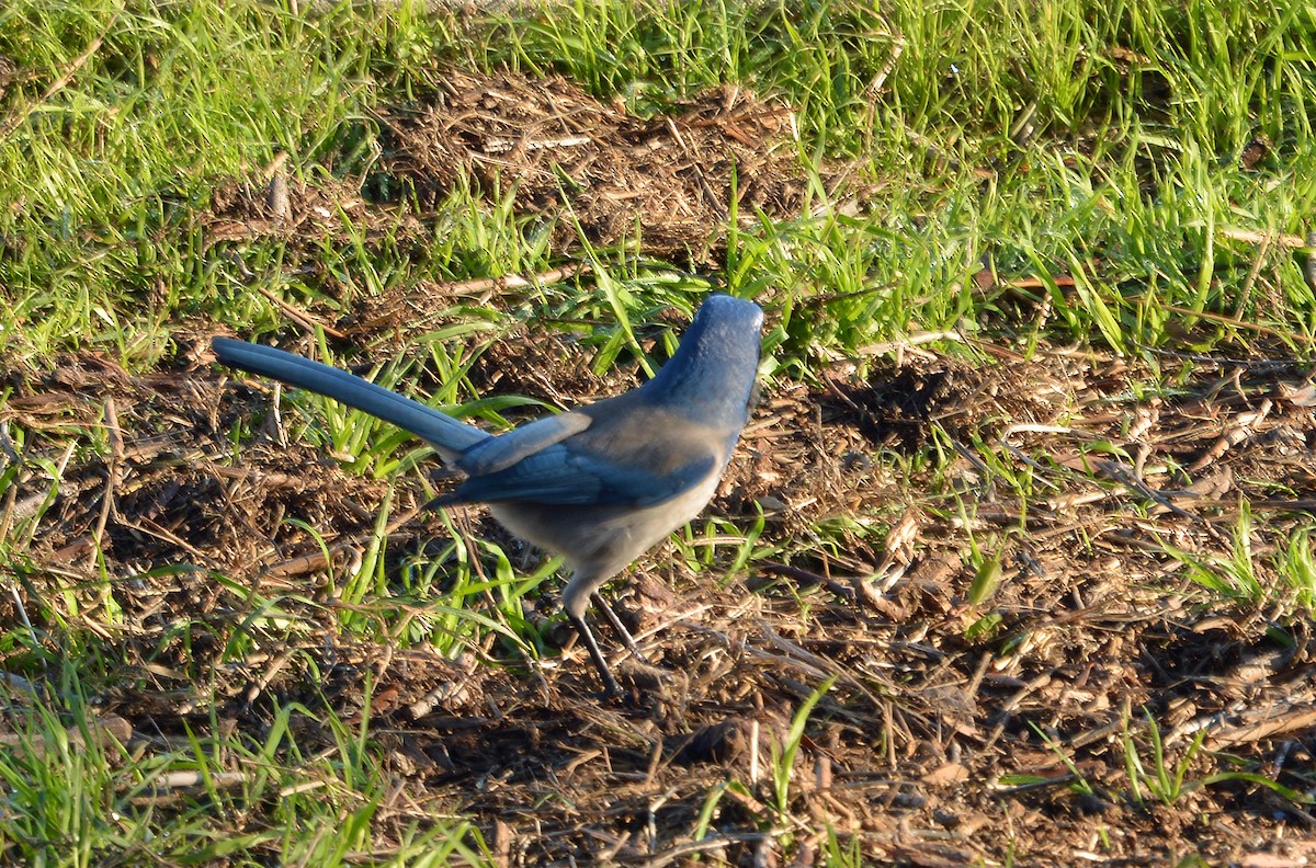 California Scrub-Jay - ML646606102