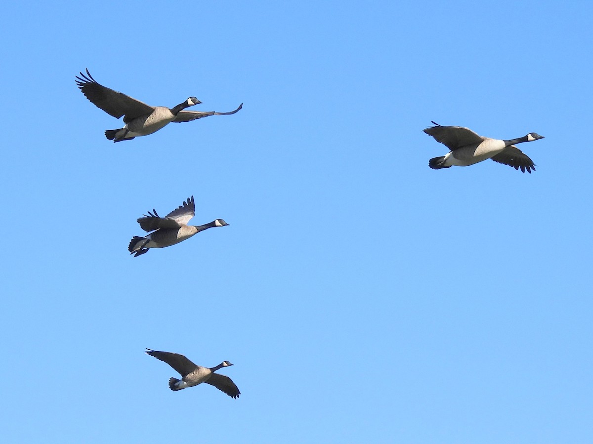 Barnacla Canadiense Grande - ML646606107