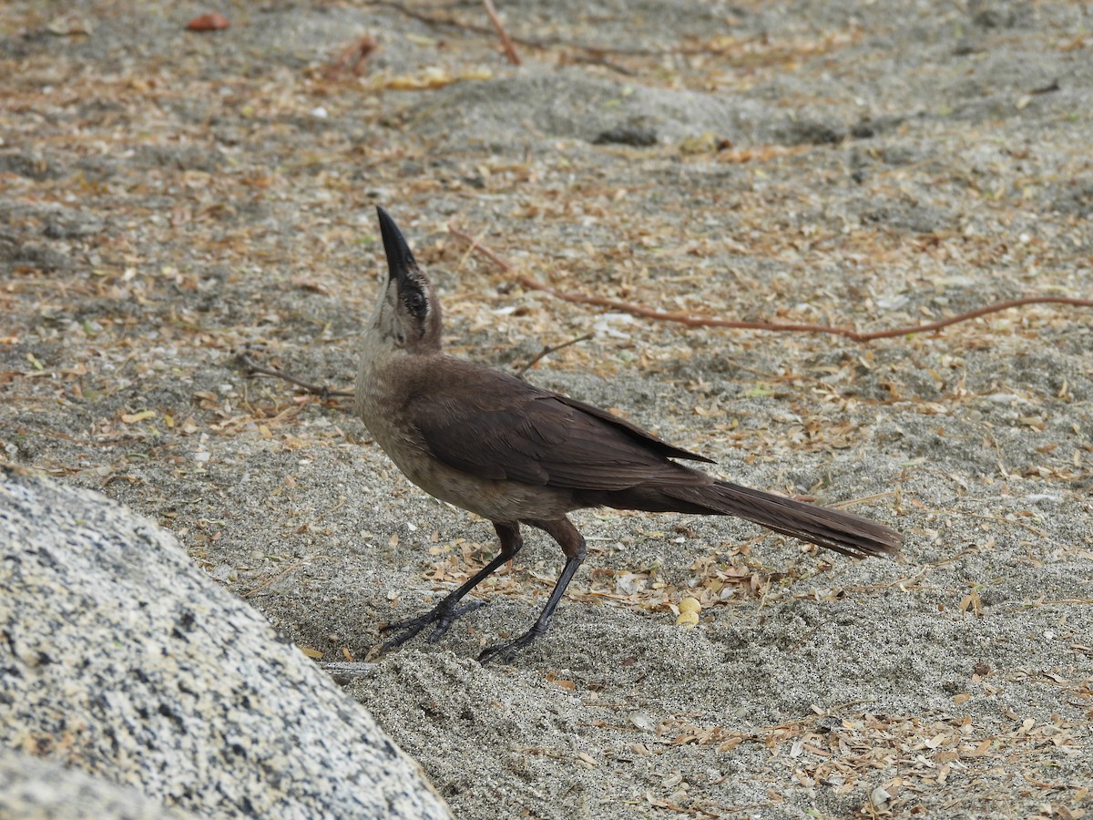 Great-tailed Grackle - ML646606108