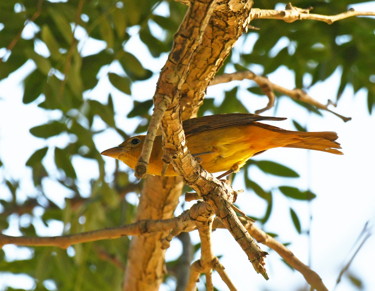 Summer Tanager - ML646606109