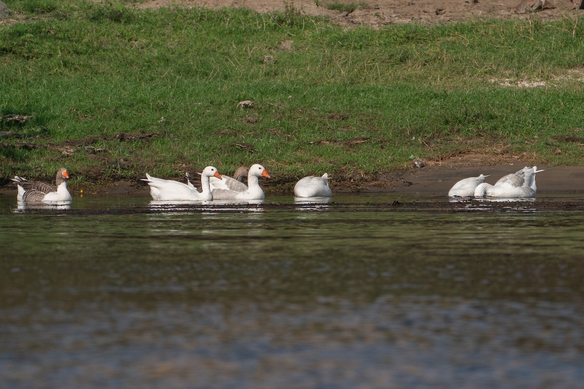 Graylag Goose (Domestic type) - ML646606110