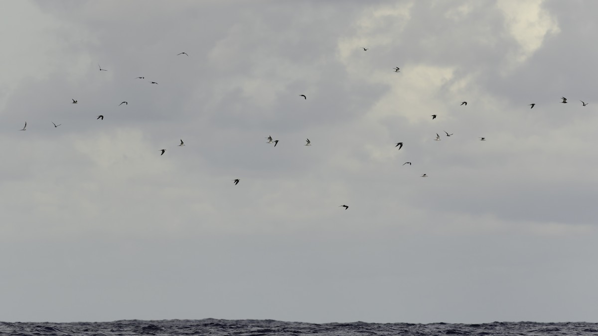 שחפית כהה - ML646606111