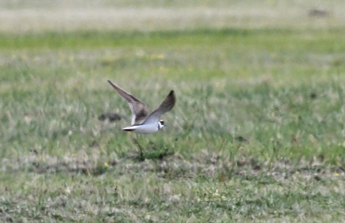 dverglo - ML646606113