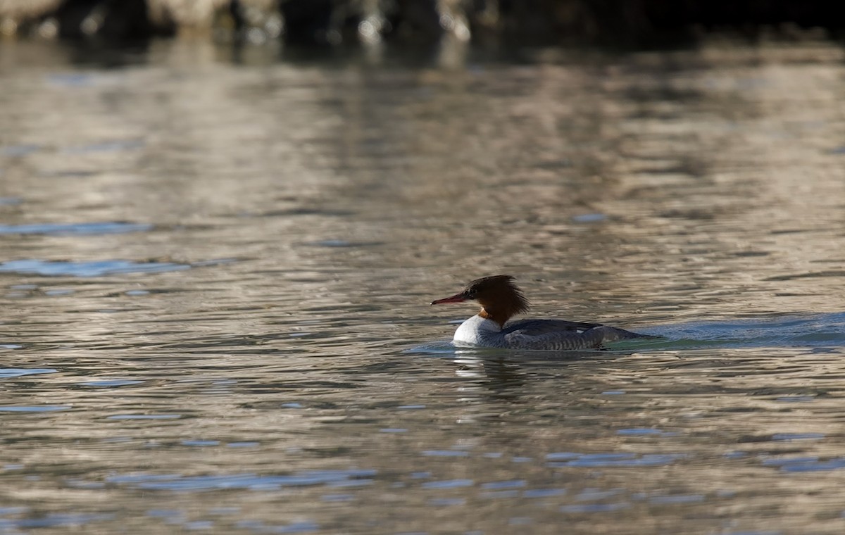 Serreta Grande - ML646606115