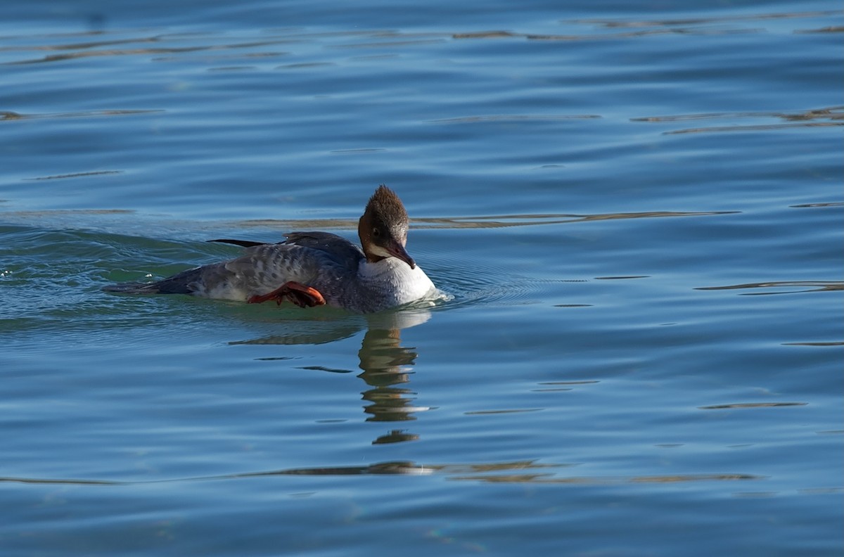 Serreta Grande - ML646606116