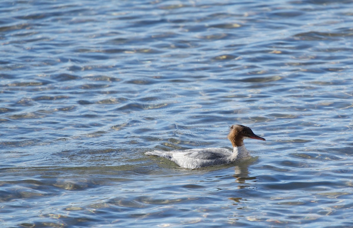 Serreta Grande - ML646606117