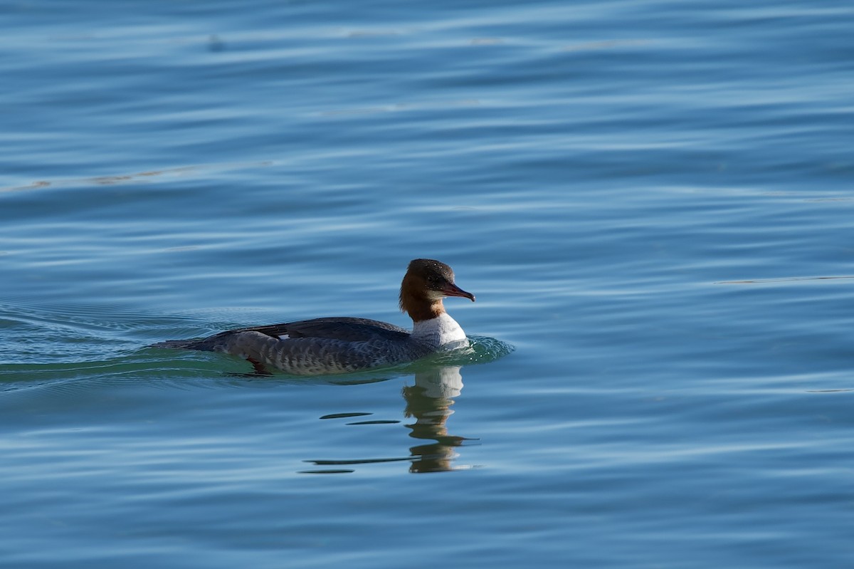 Serreta Grande - ML646606118