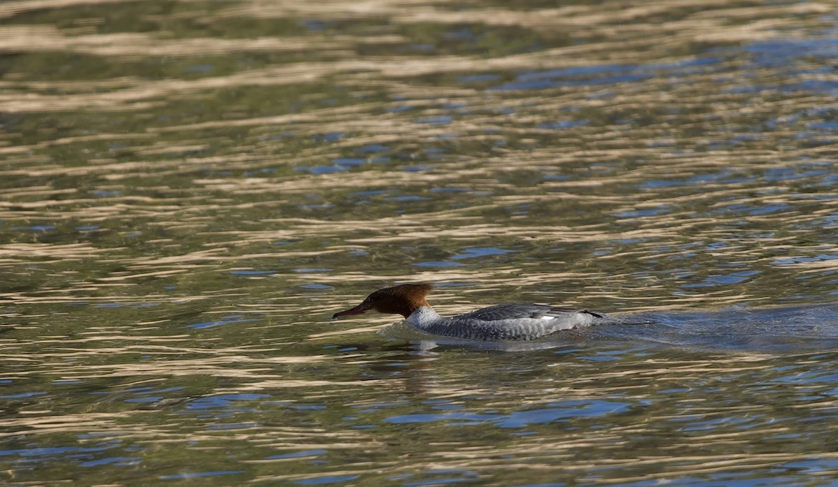 Serreta Grande - ML646606119