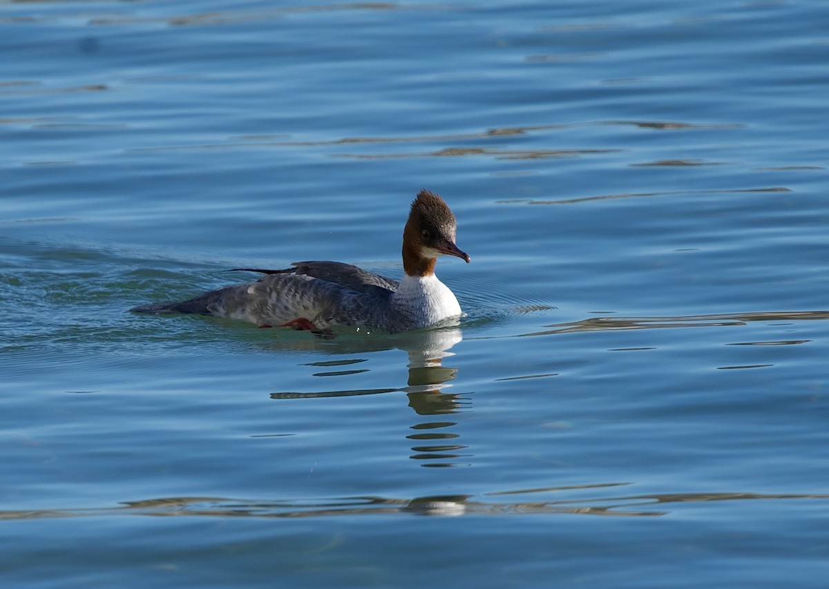 Serreta Grande - ML646606120