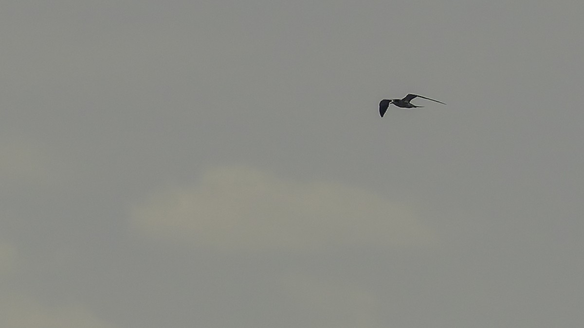 שחפית כהה - ML646606121