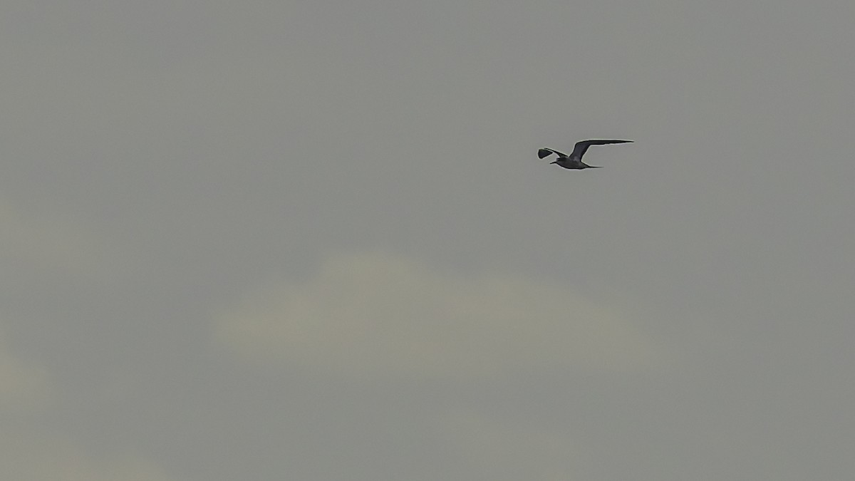 שחפית כהה - ML646606122