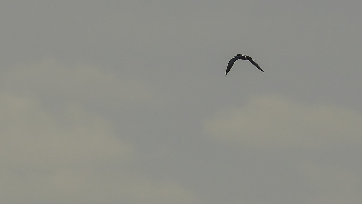 שחפית כהה - ML646606123