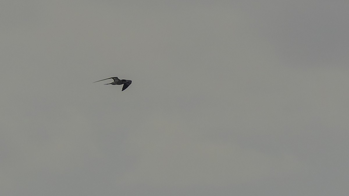 שחפית כהה - ML646606124