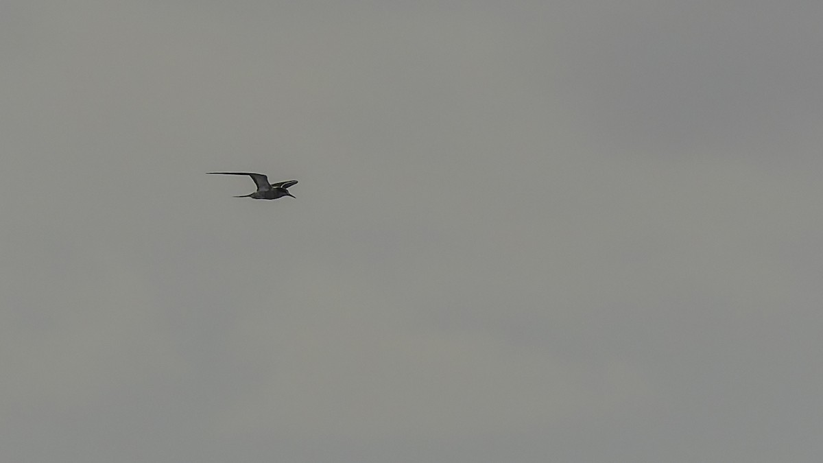 שחפית כהה - ML646606125