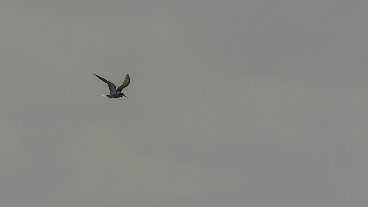 שחפית כהה - ML646606127