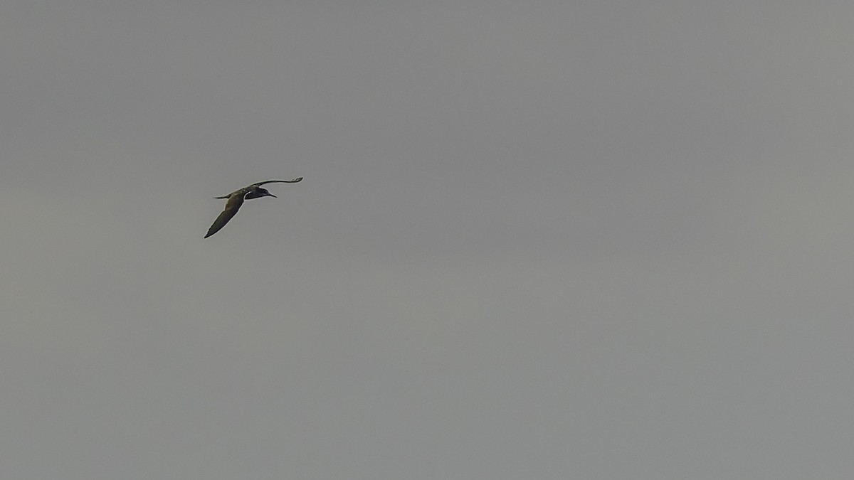 שחפית כהה - ML646606128