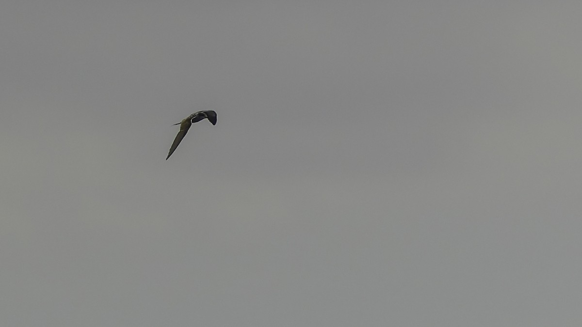 שחפית כהה - ML646606129