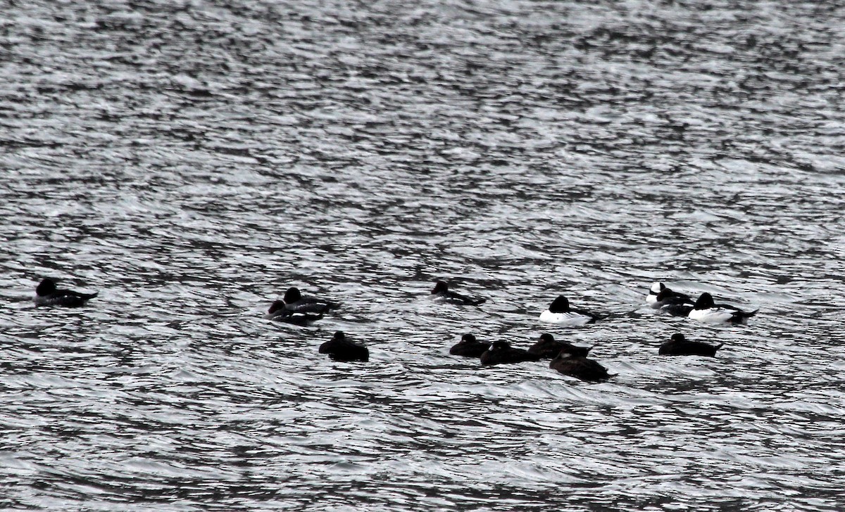 Surf Scoter - ML646606130