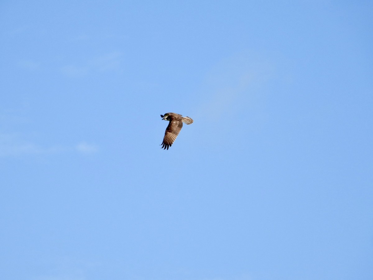 orlovec říční - ML646606131