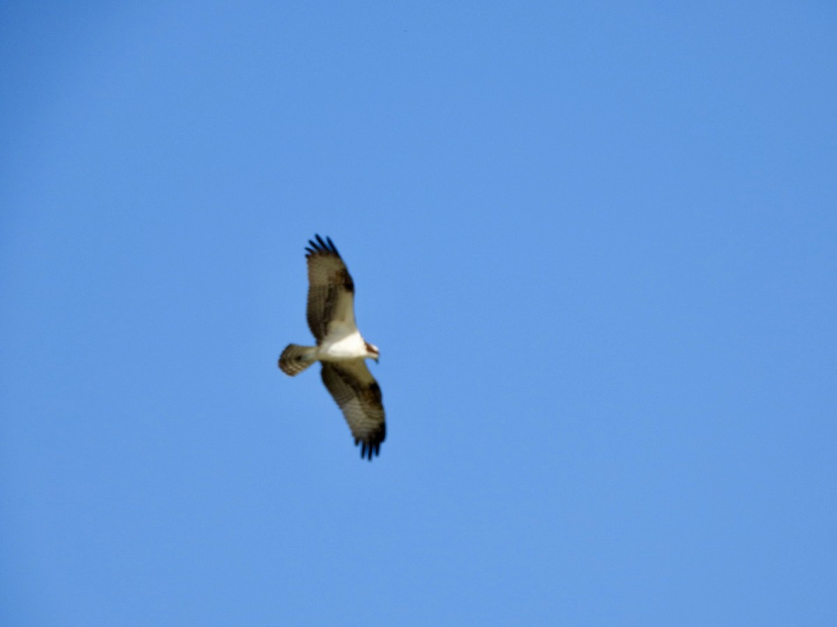 orlovec říční - ML646606132