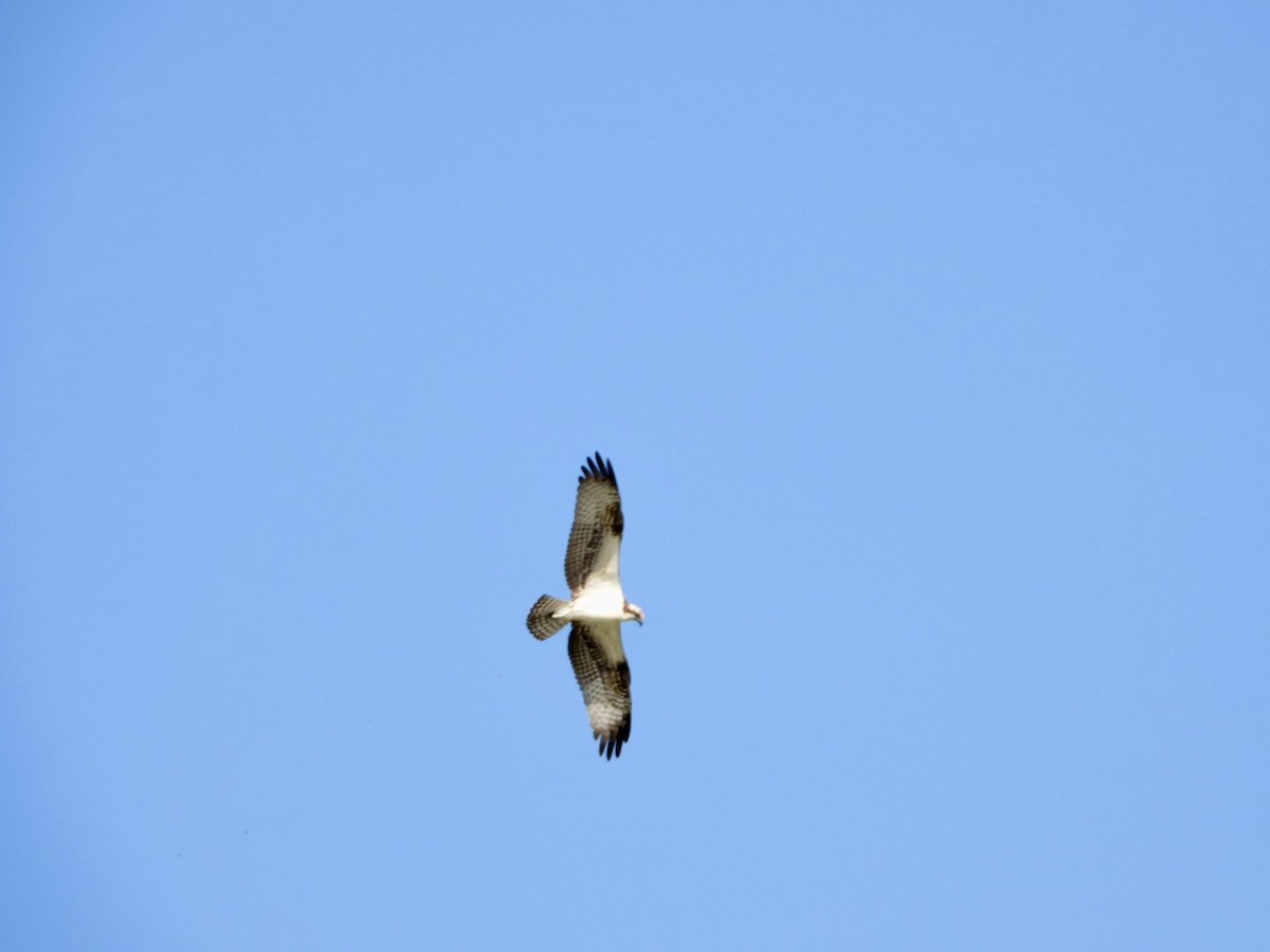 orlovec říční - ML646606133