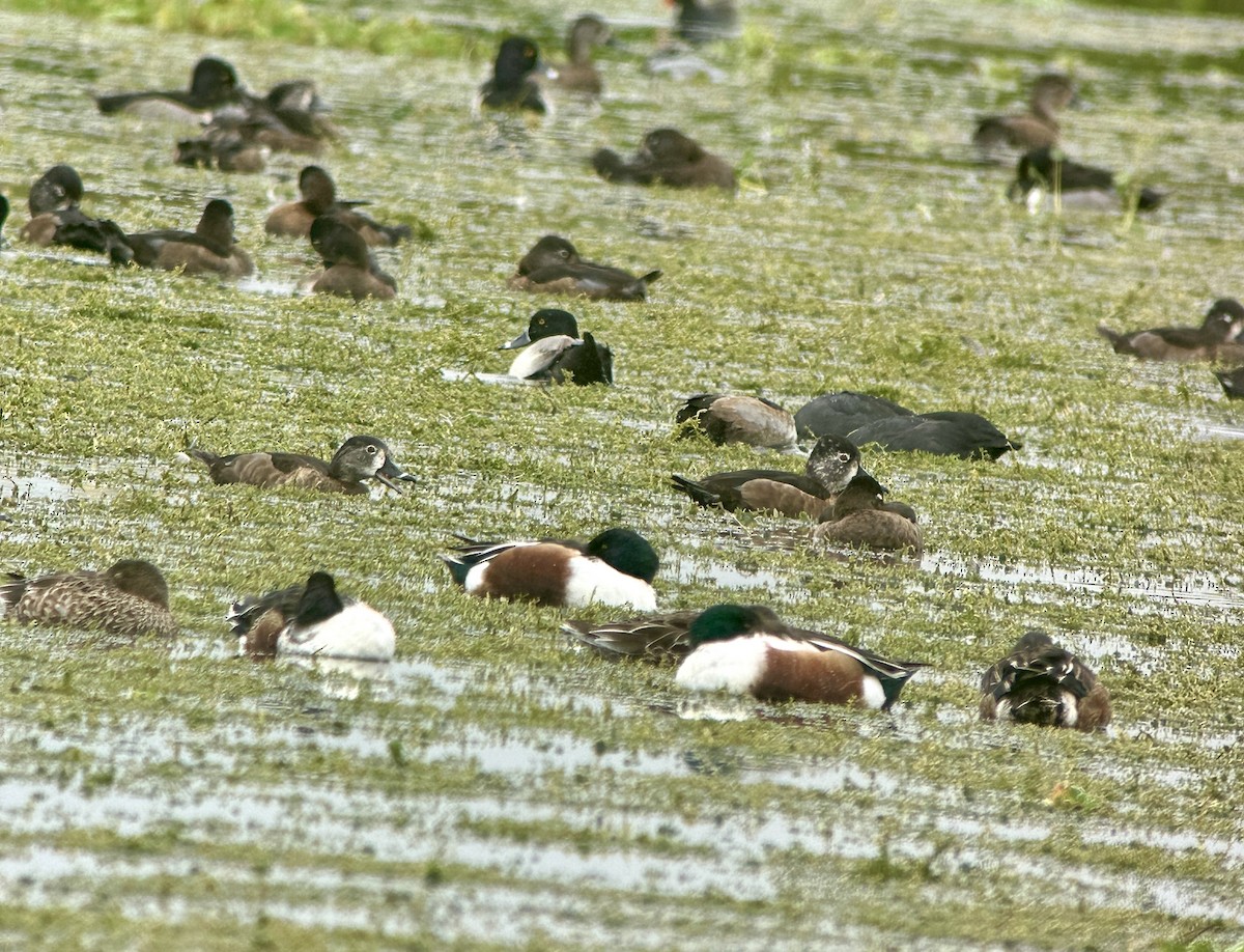 Cuchara Común - ML646606134