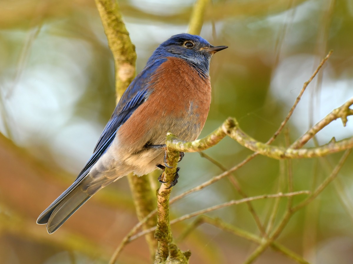 Western Bluebird - ML646606139