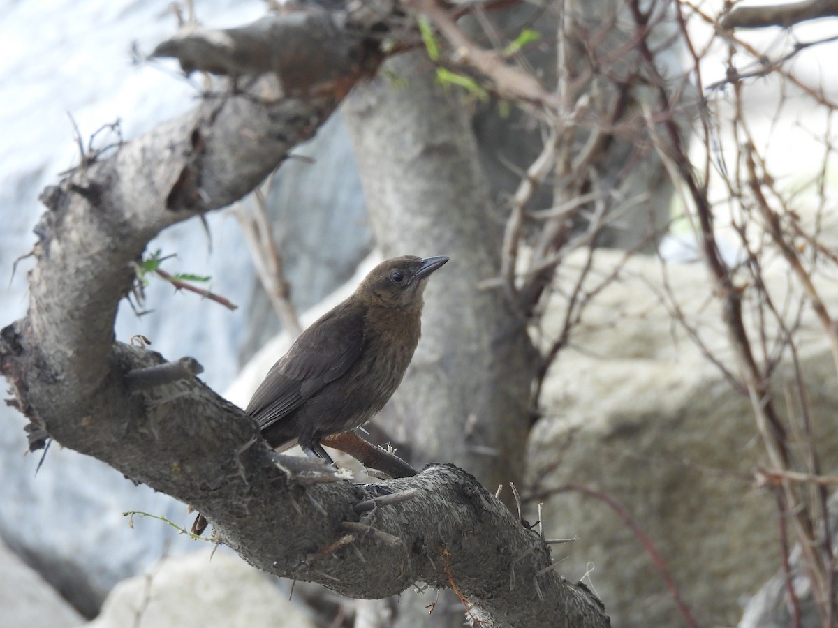 Carib Grackle - ML646606140